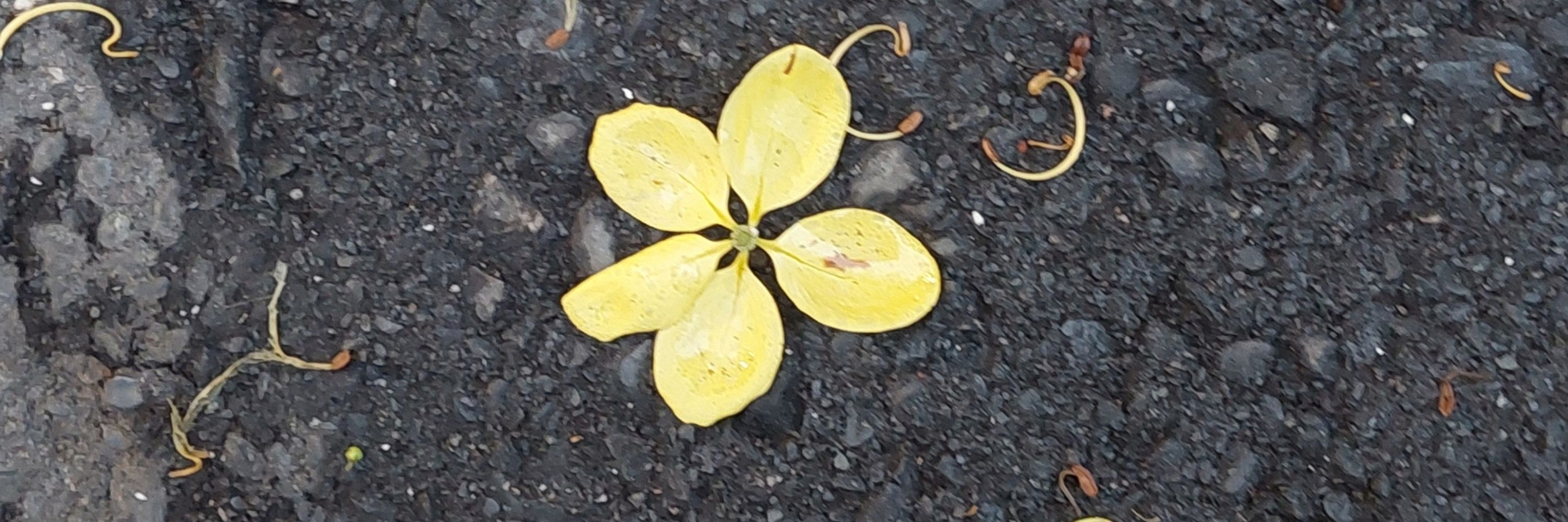 さとう