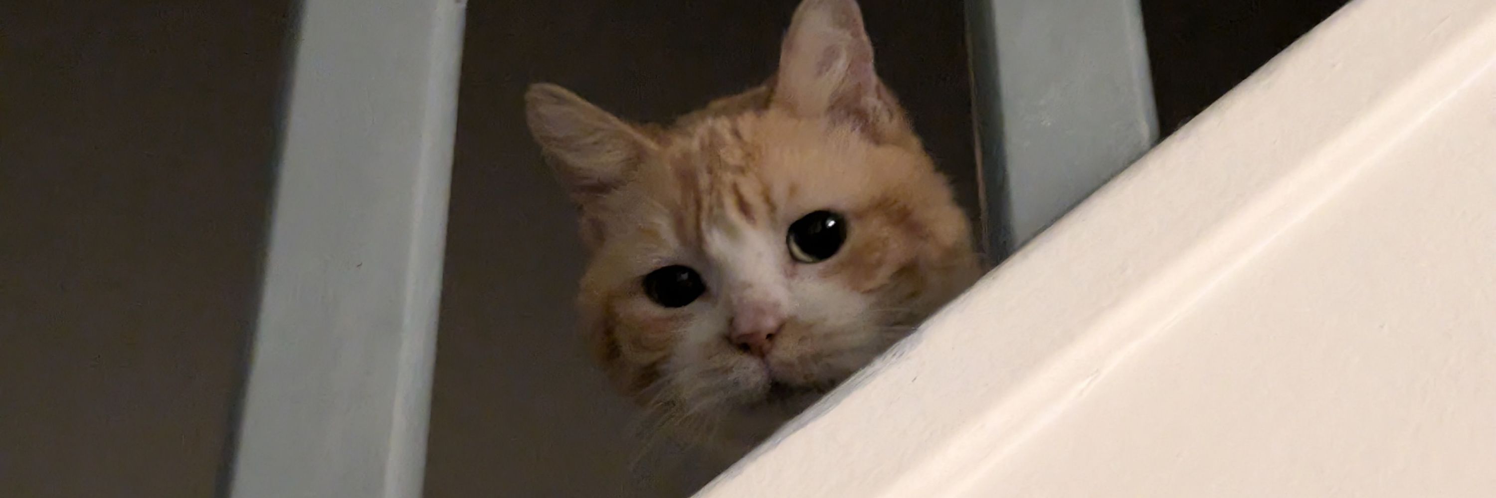 Kanel the cat