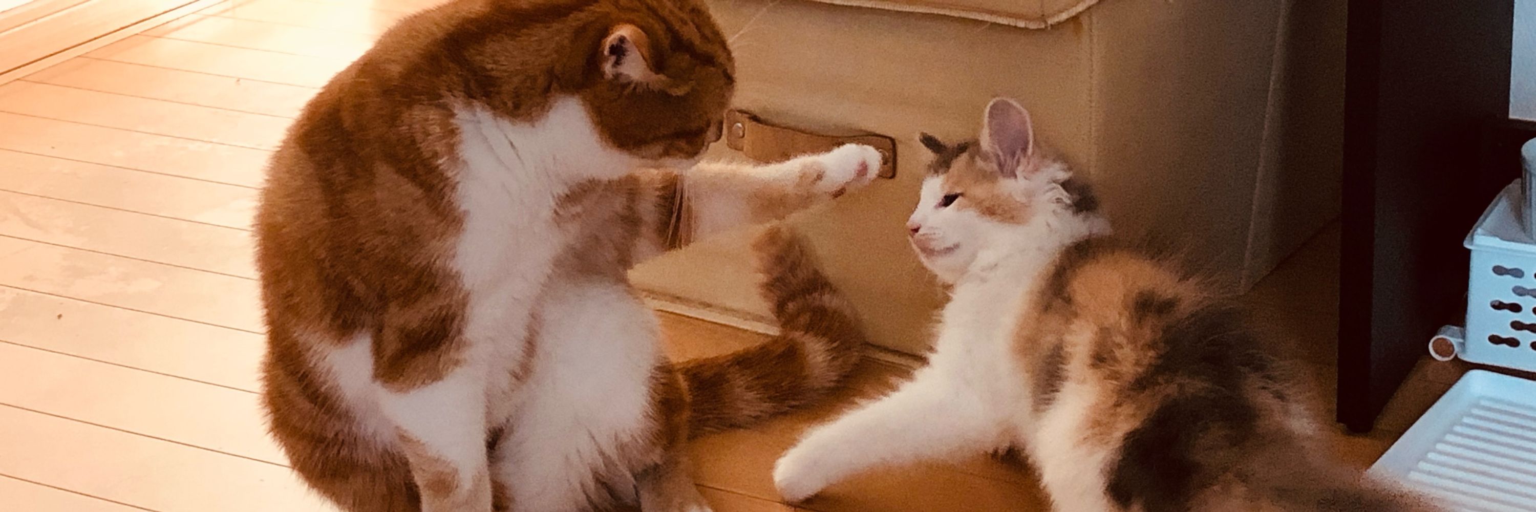 よんた