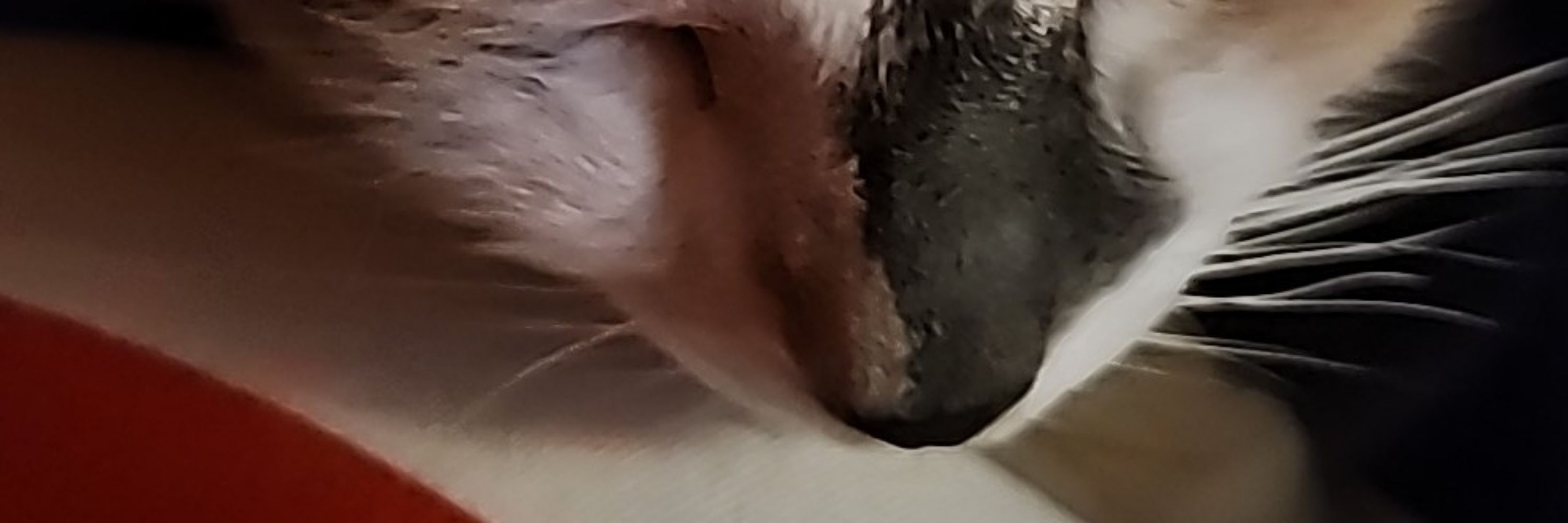 Tasha