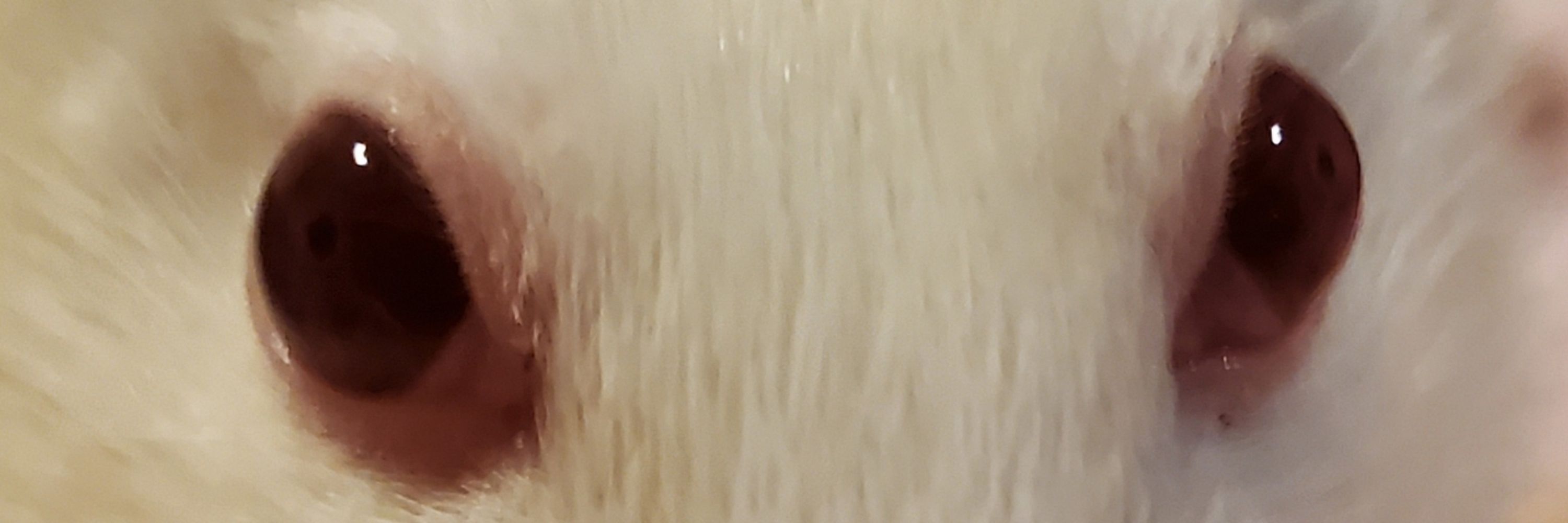 Babananot