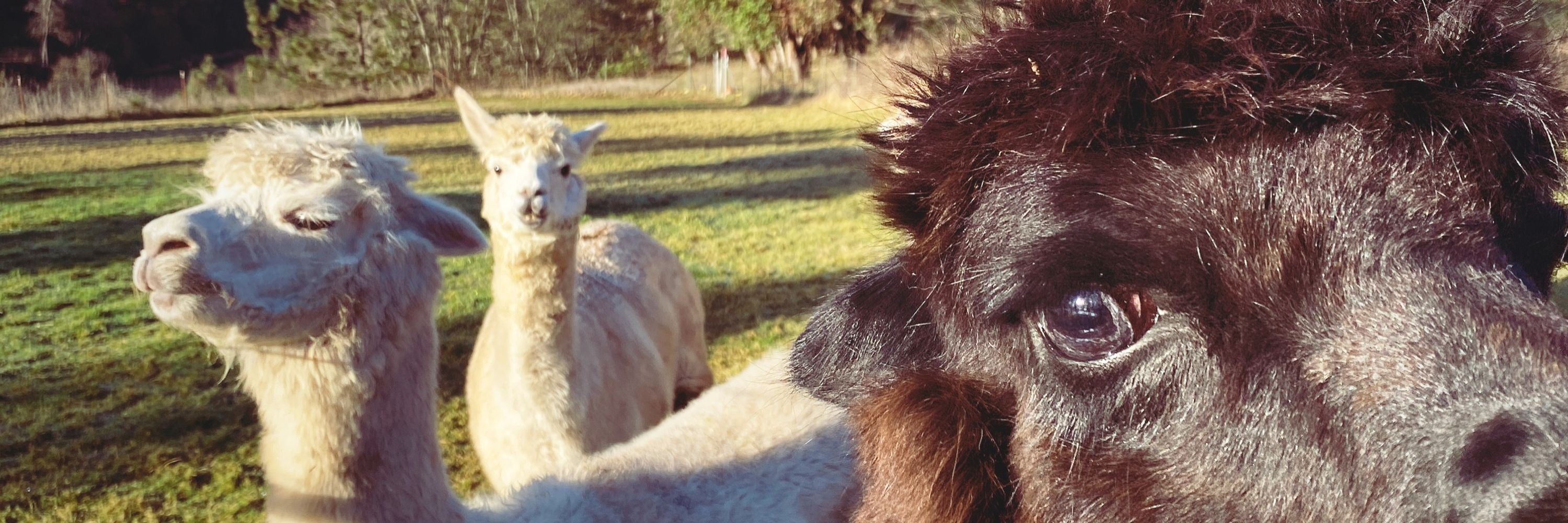 River View Alpaca Co