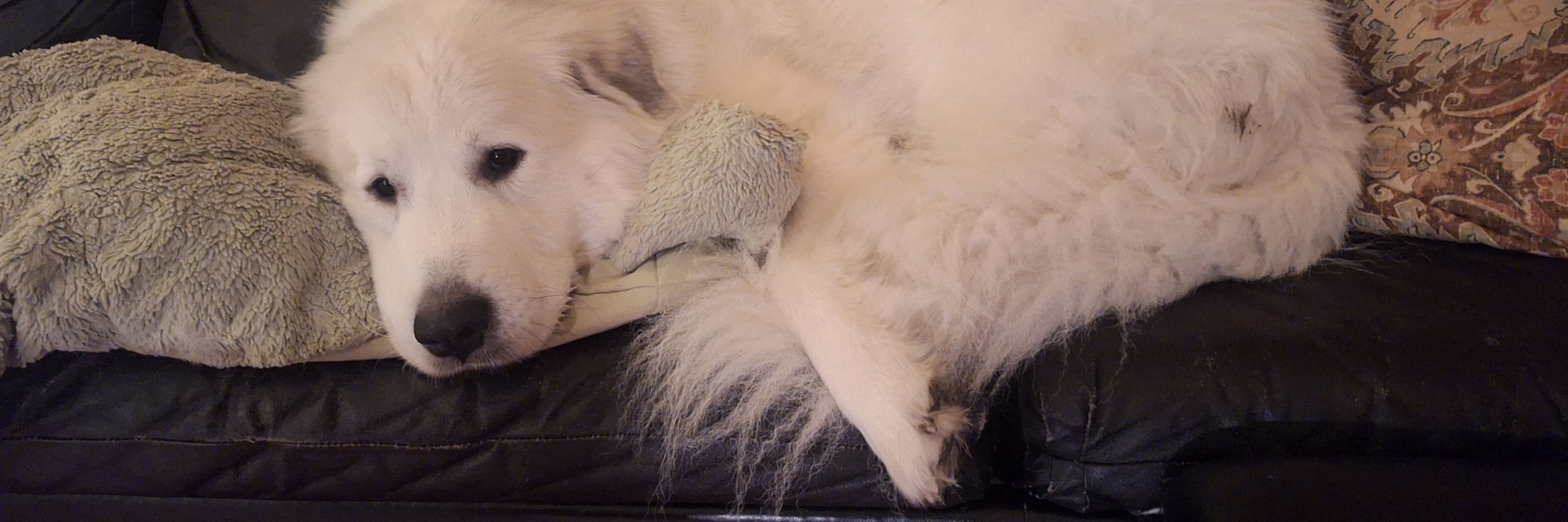 Pyr Fodder