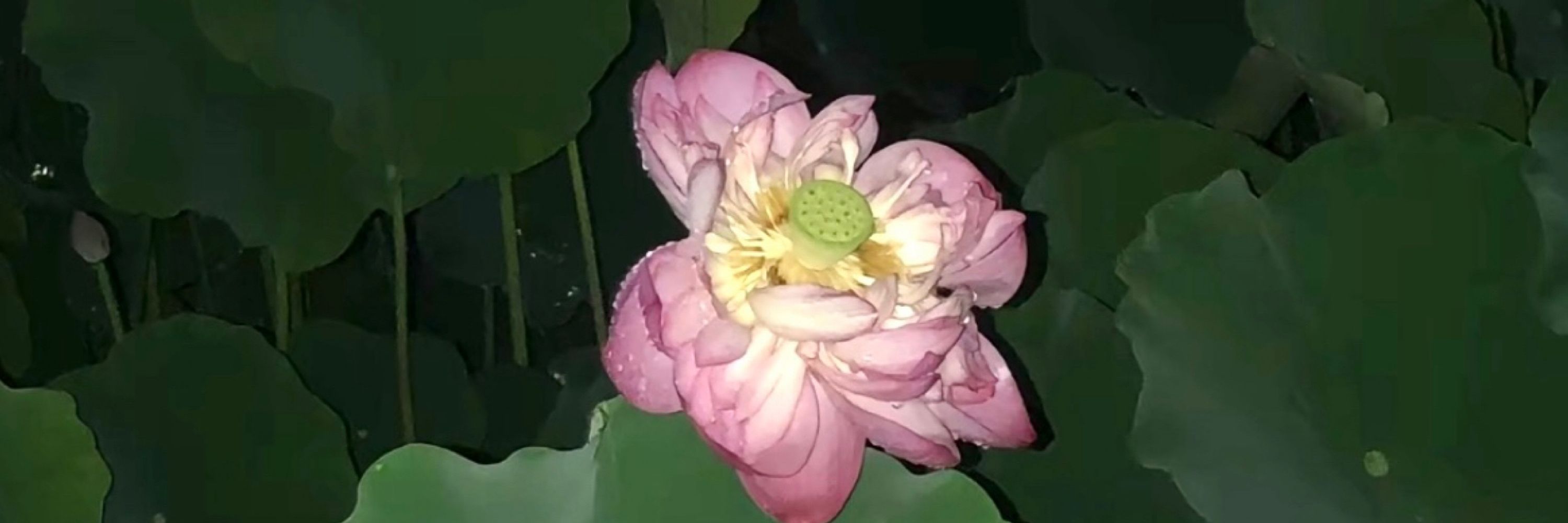 我爱说实话