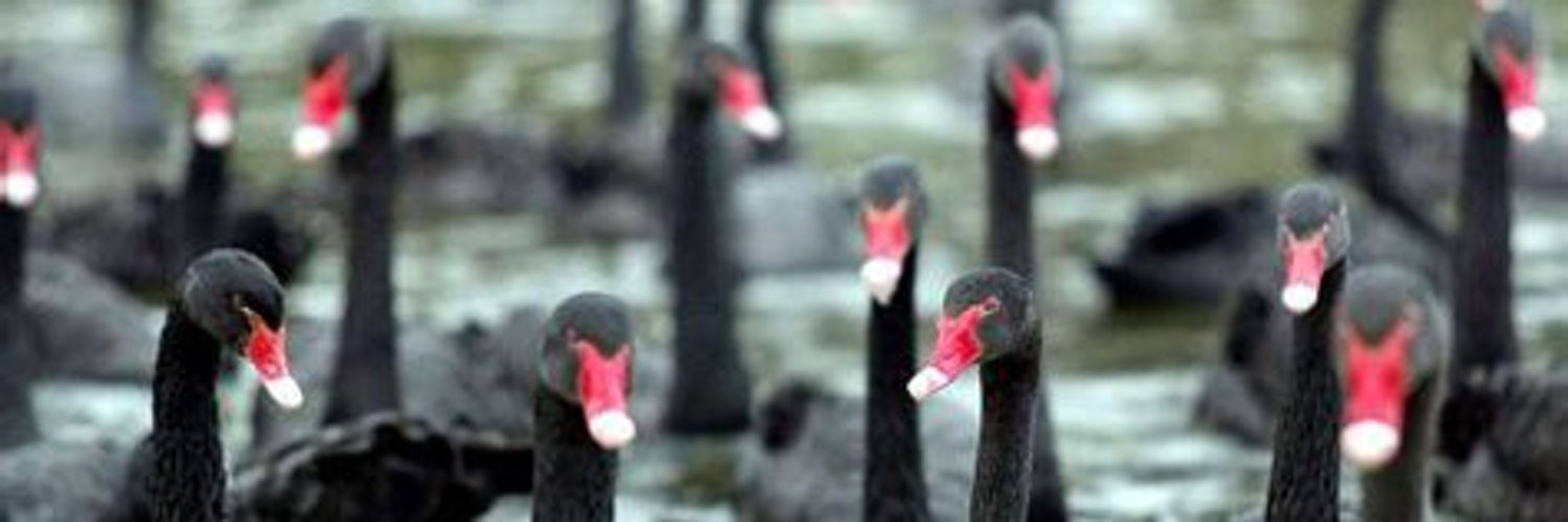 Thos Swans 