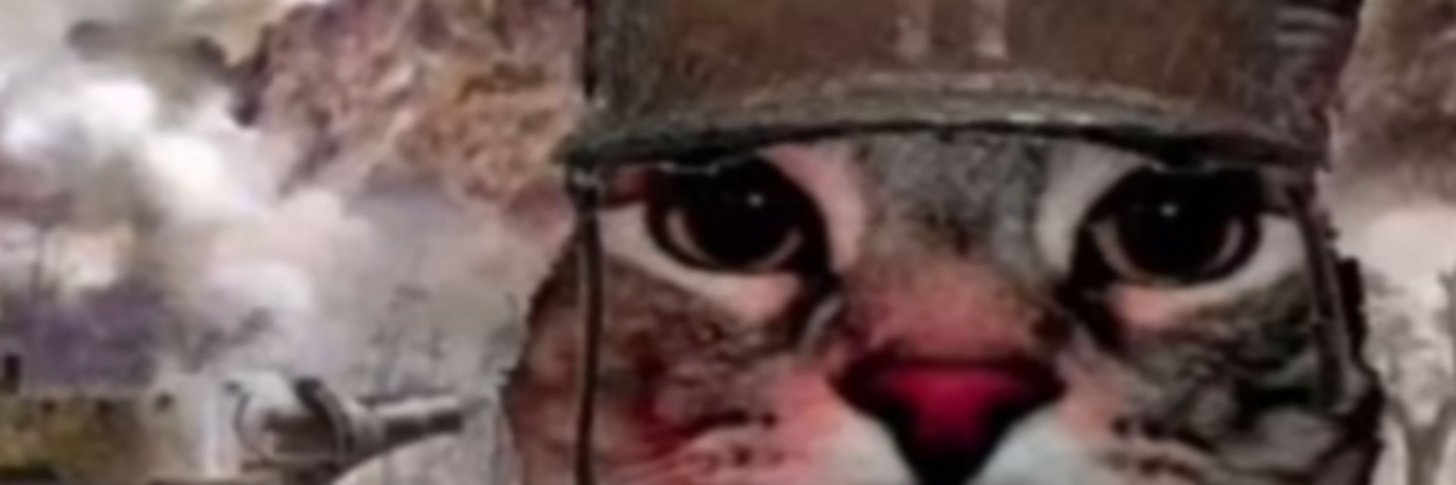 Nitochsvsck