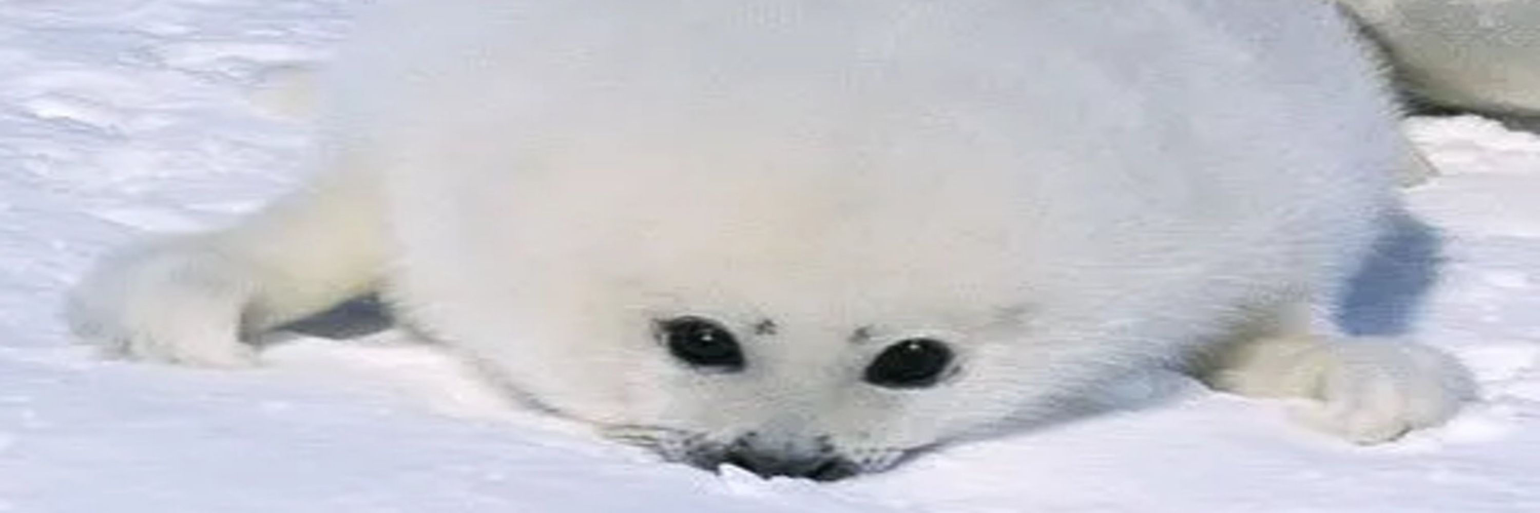 Seal