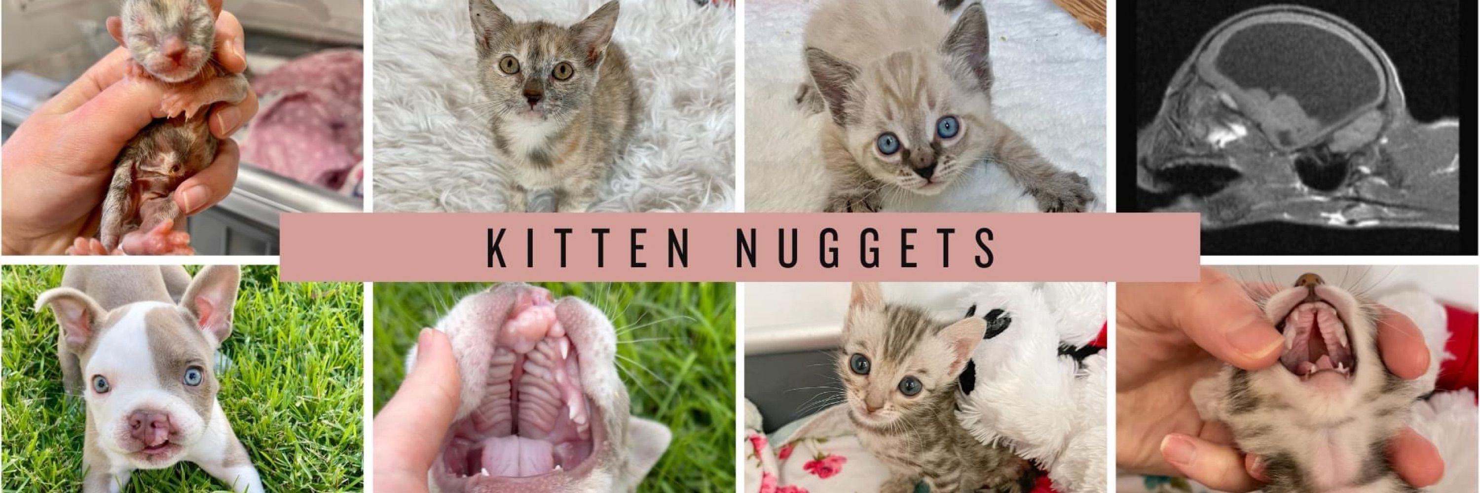Kitten Nuggets