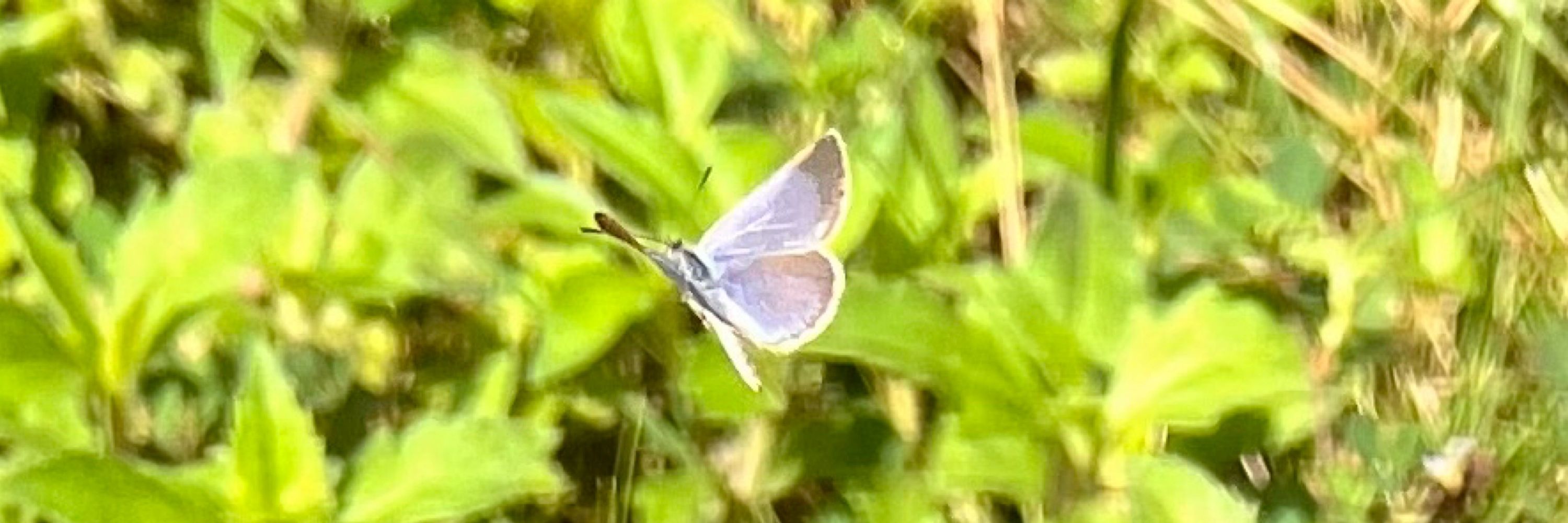 凱伊🦈｜Lepidoptera Photography & Drawing