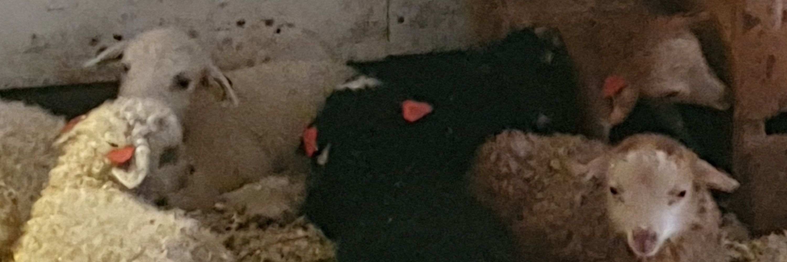 Sheeplady 