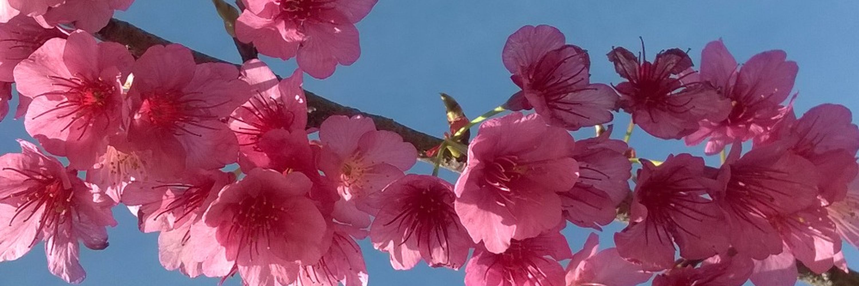 Nina 🦋🌸
