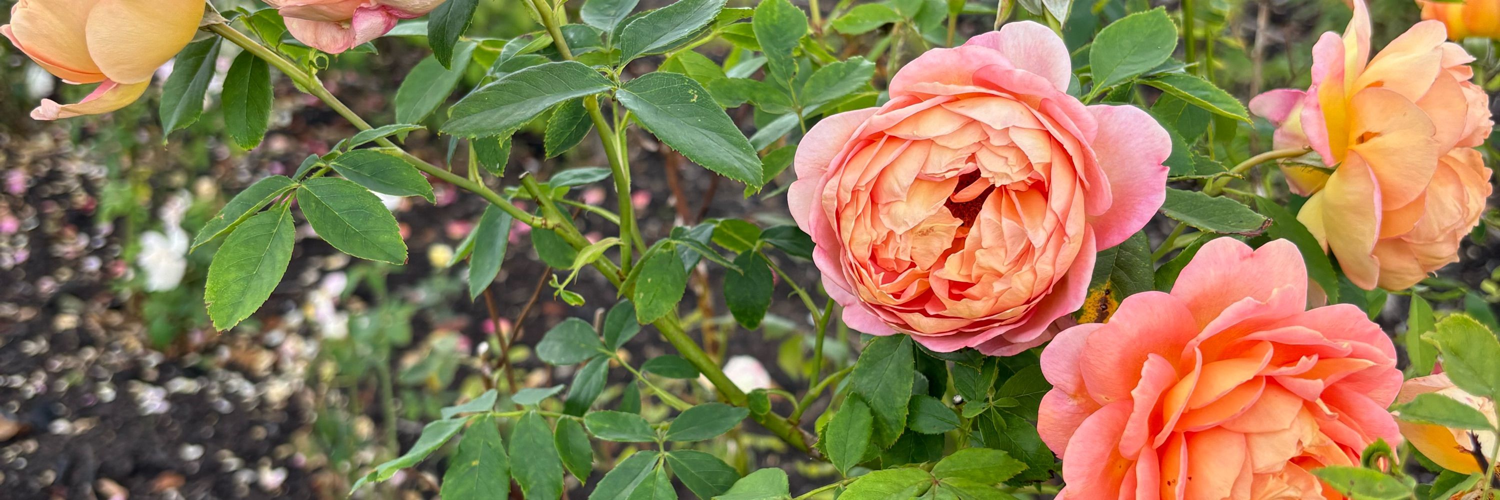 Way of the Rose