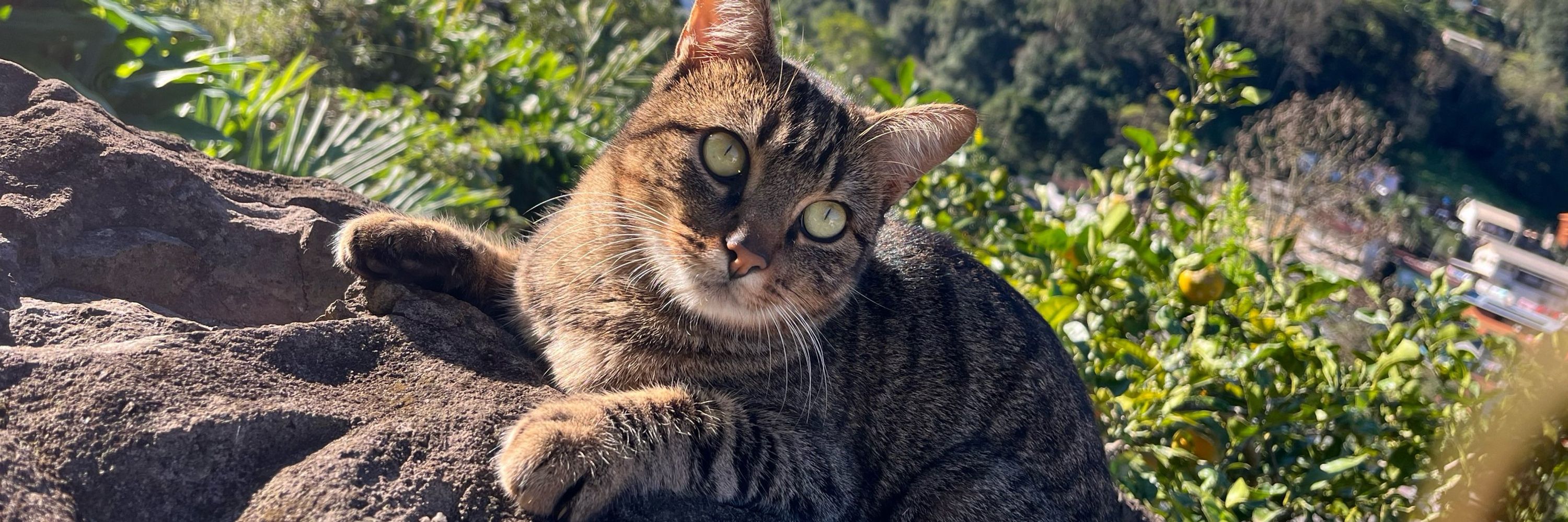 Rafaaa
