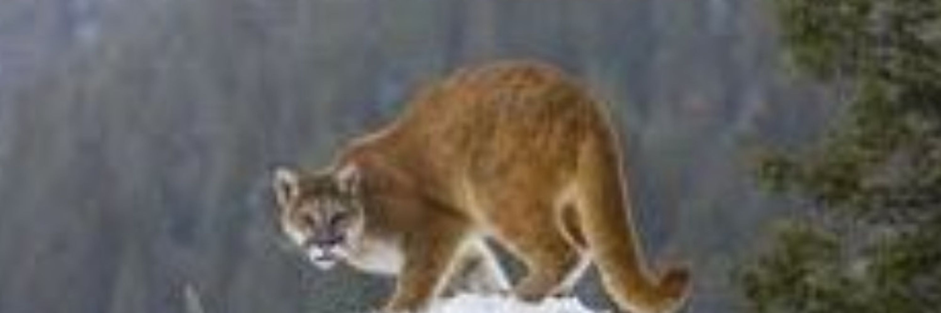 DMtnLioness