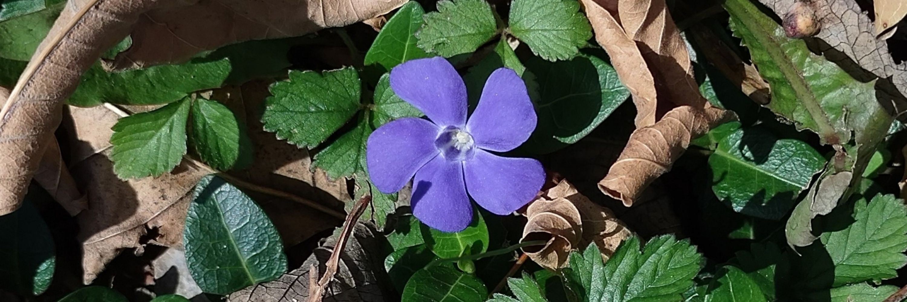 Sparrow Azul