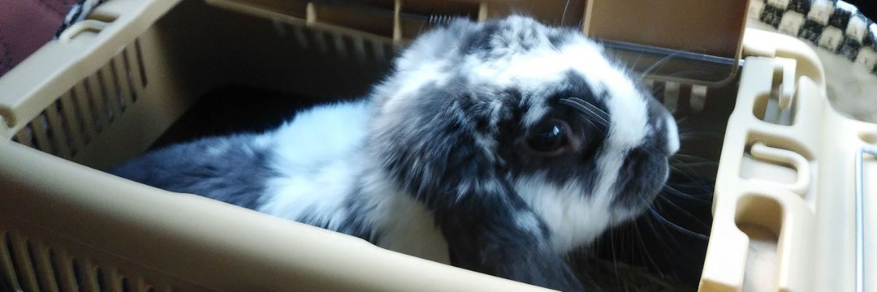 うさぎ1st🐇