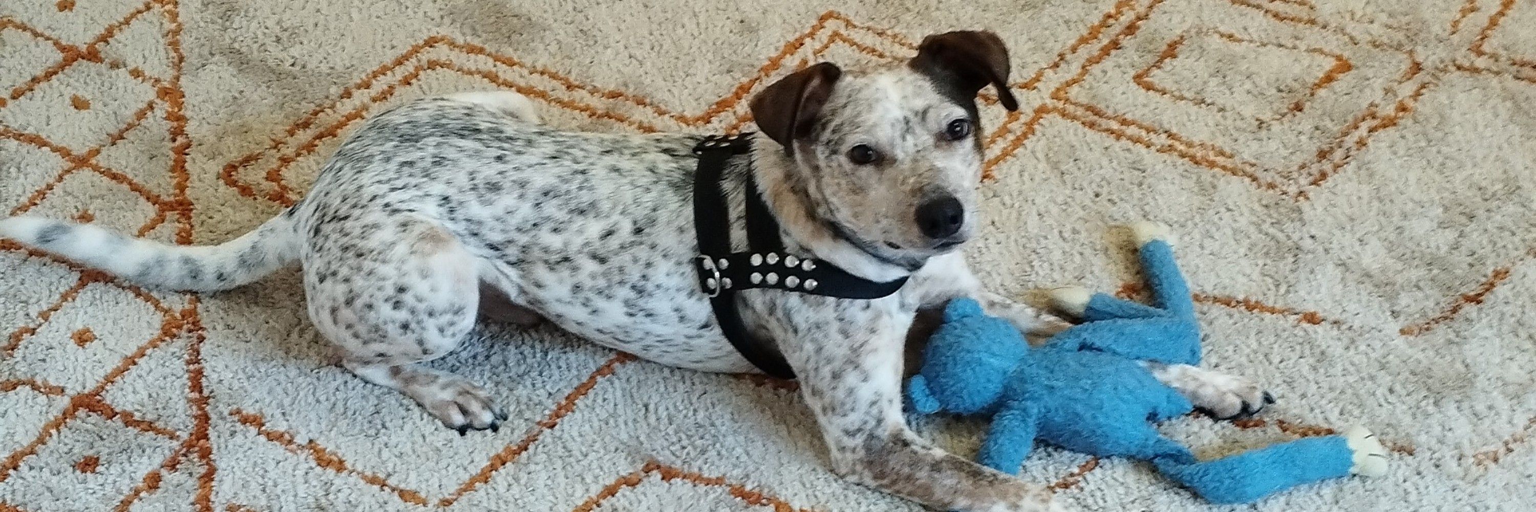 gabinho