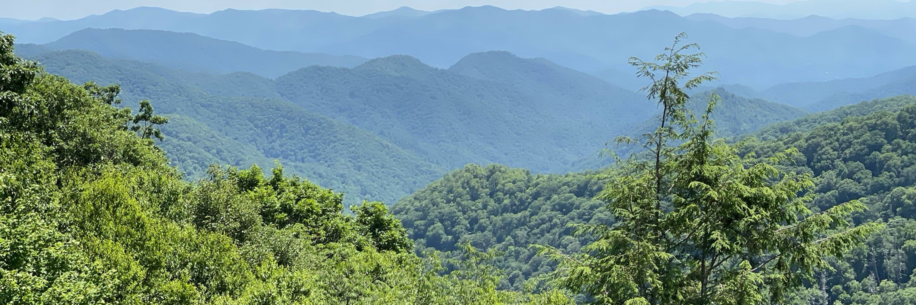 NC Birdwatch