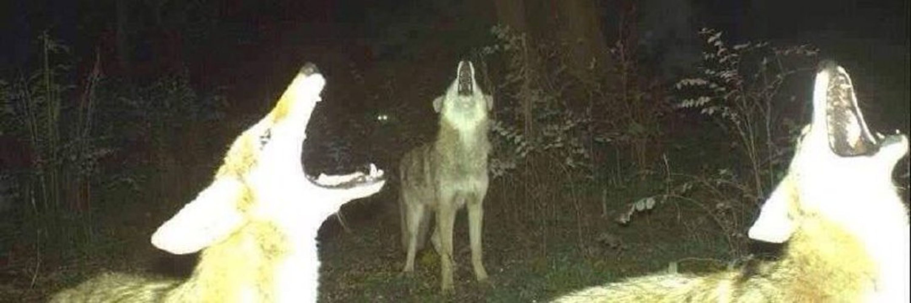 C. Yote