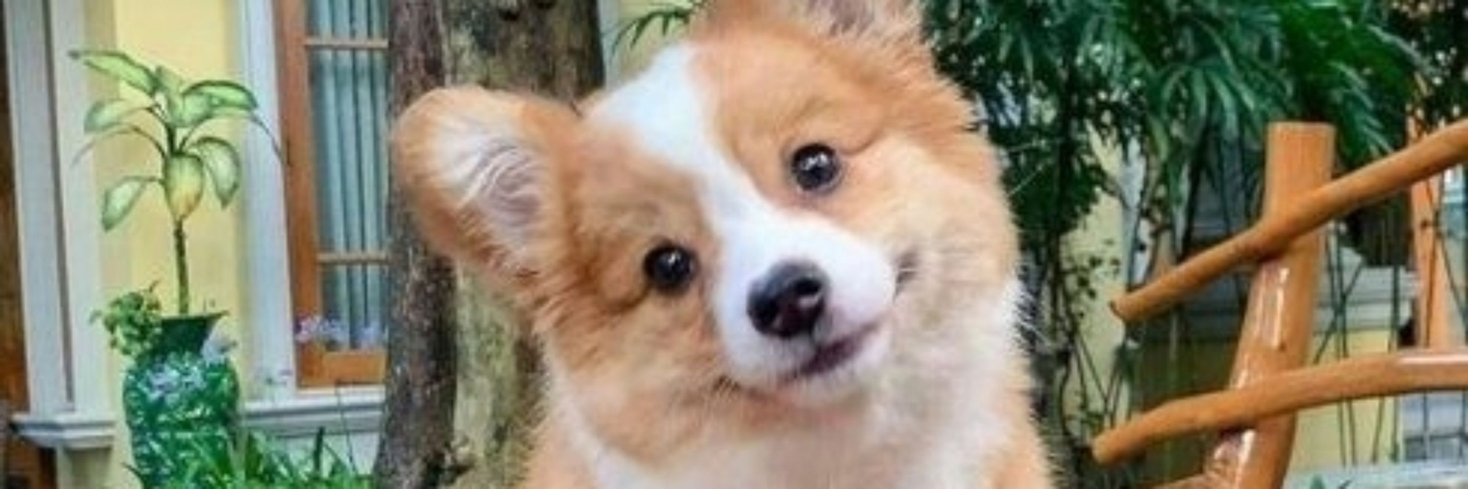 WoofBark!