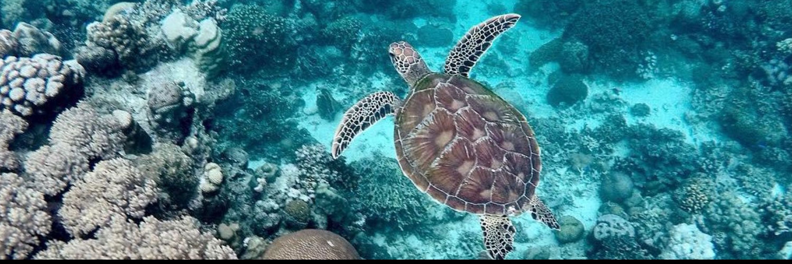 Tyca65 🔻🐢 🧹