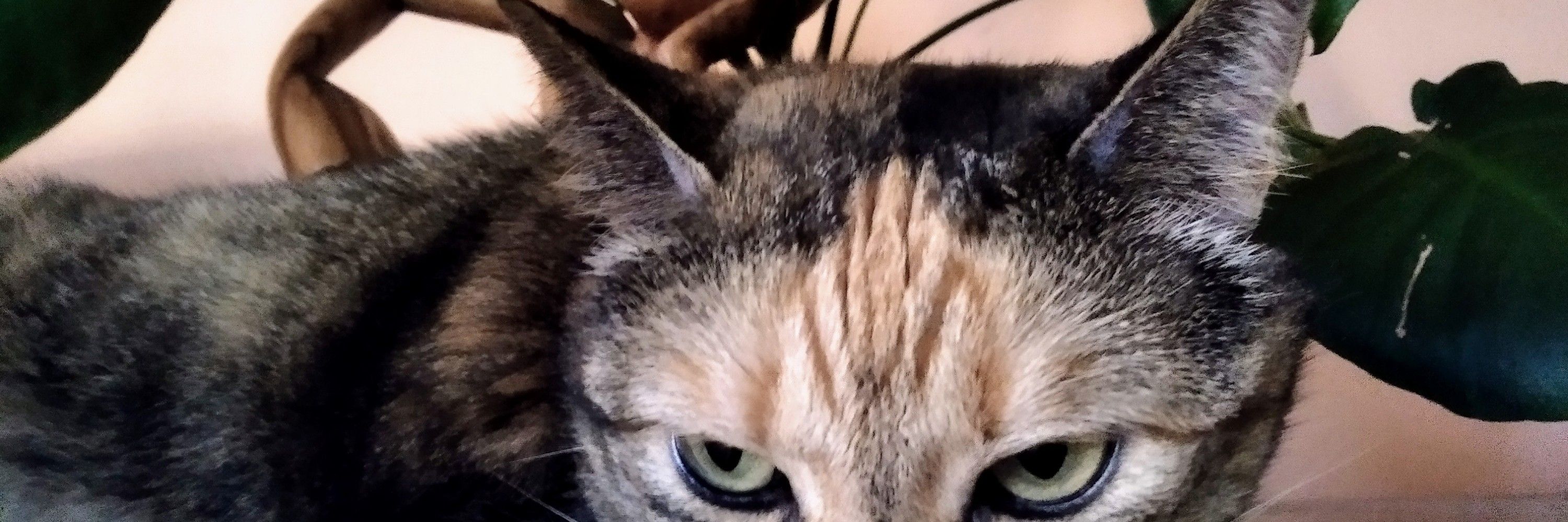 Tai