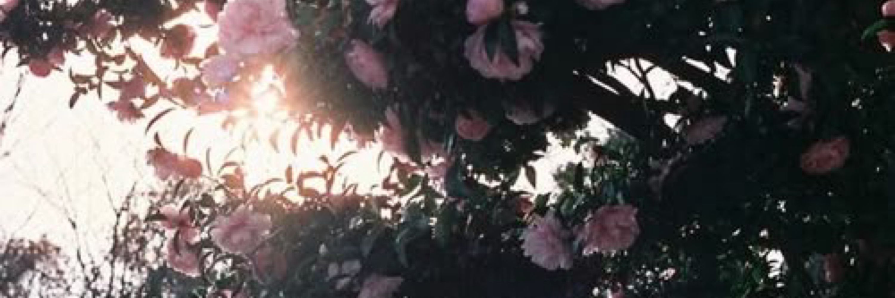 🌸Саюрі (小百合)🌸