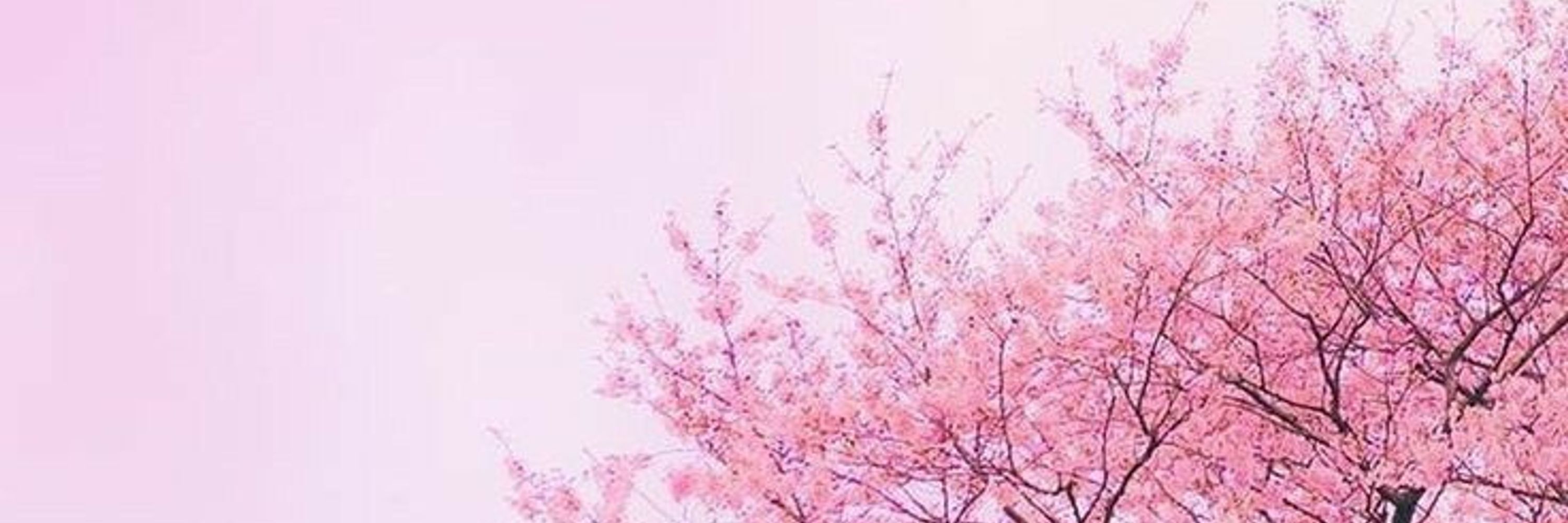 Xherry 