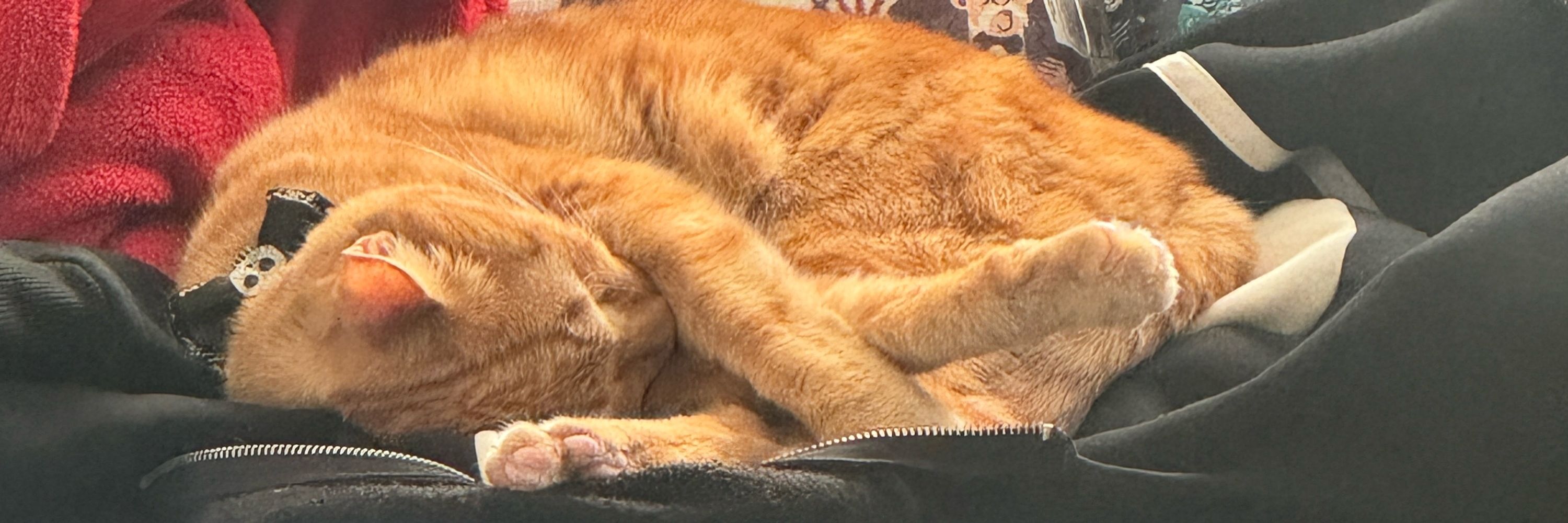 Ginger Kitty