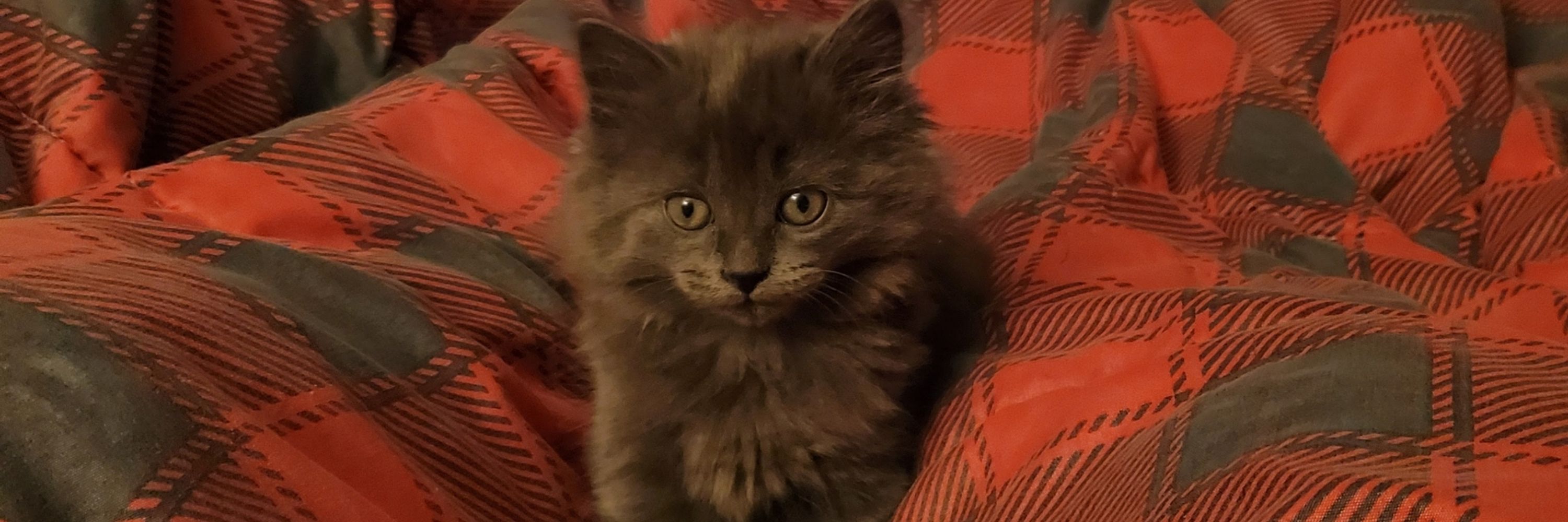 Ms. Marlene