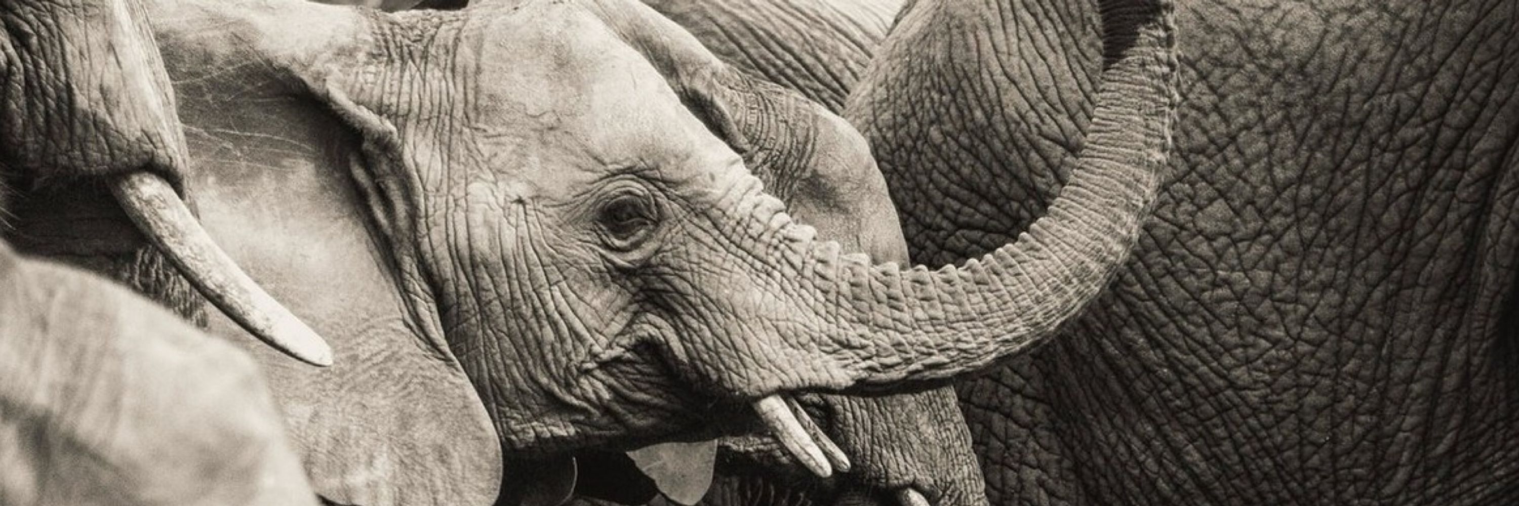 🐘Mahi 5th Generation Addis Abeban
