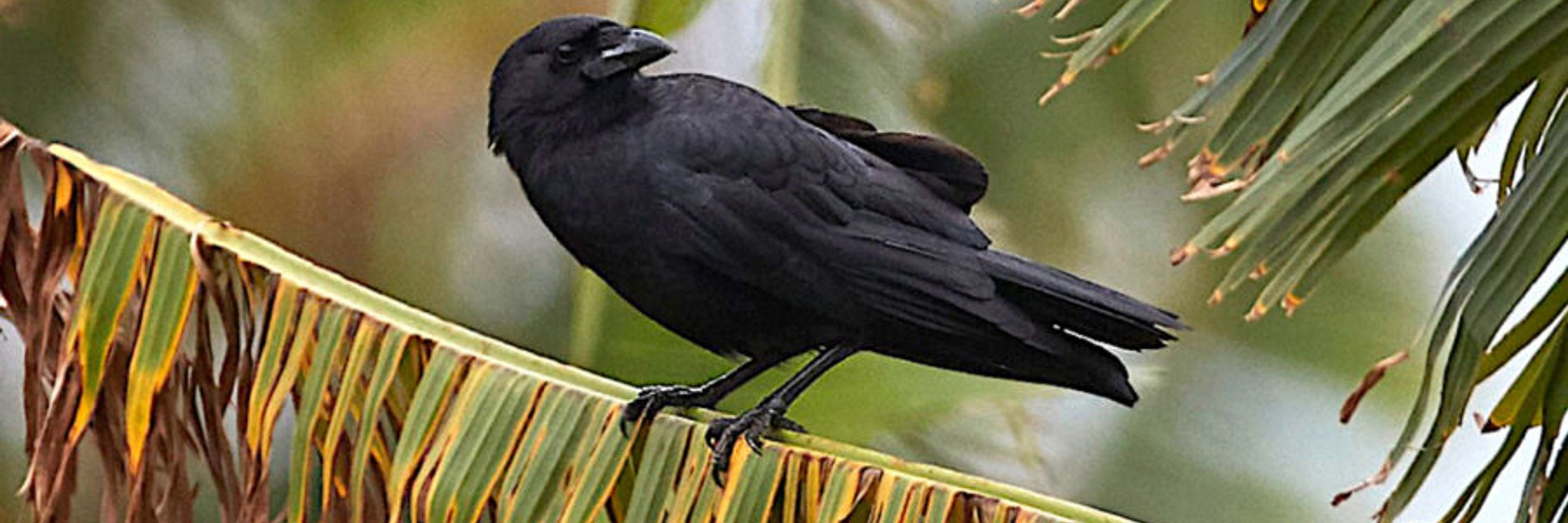 Islandcrow