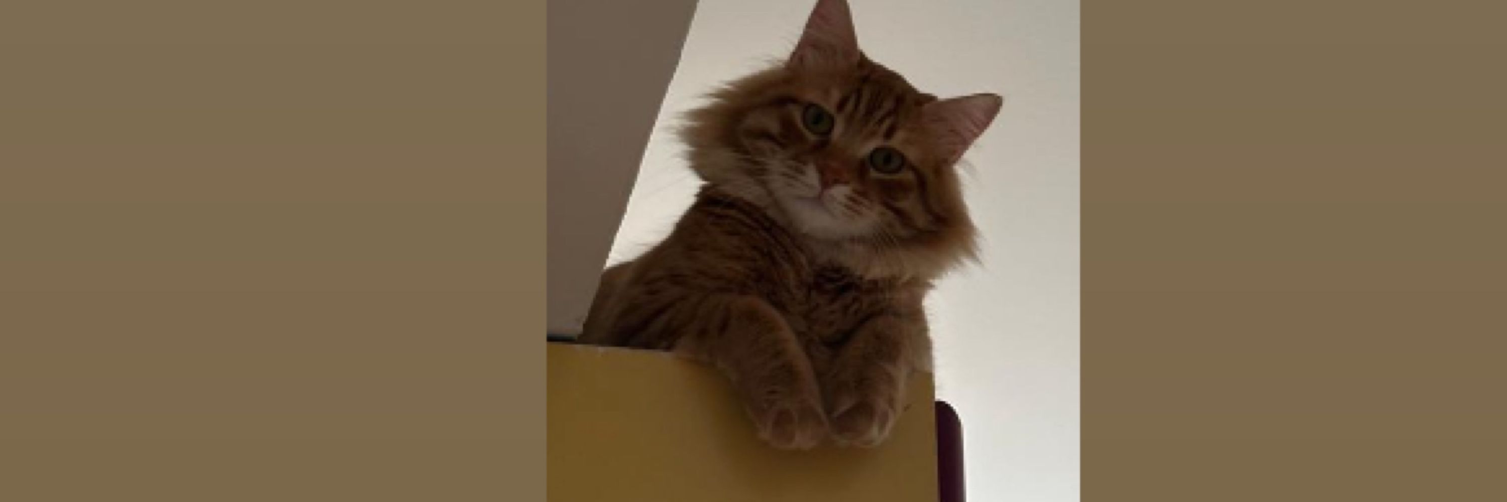 KLEO