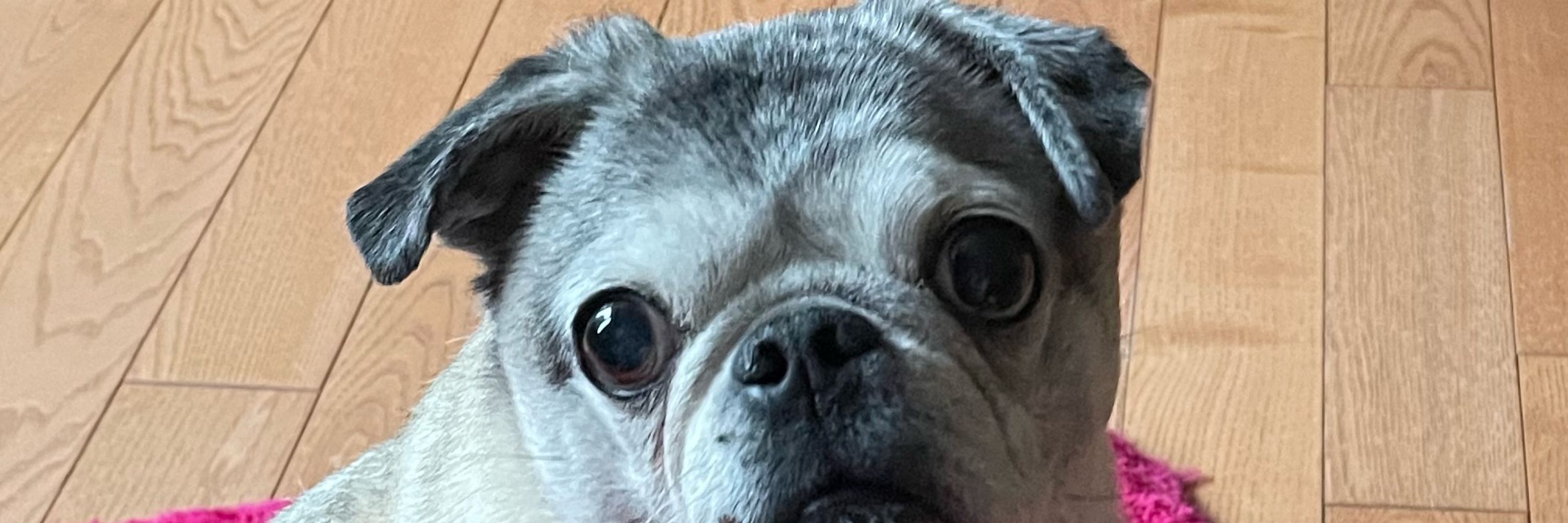 KimLoverofPugs