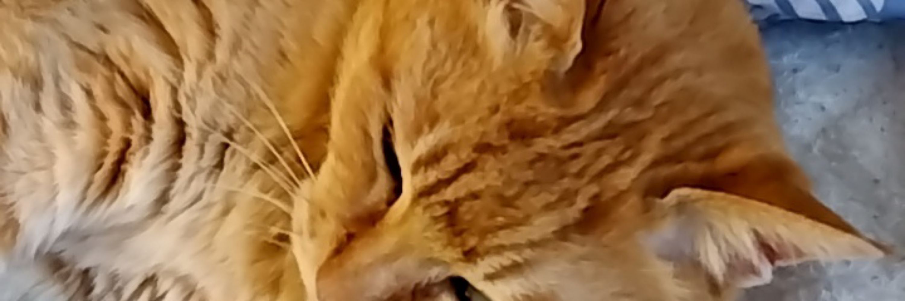 りんころ
