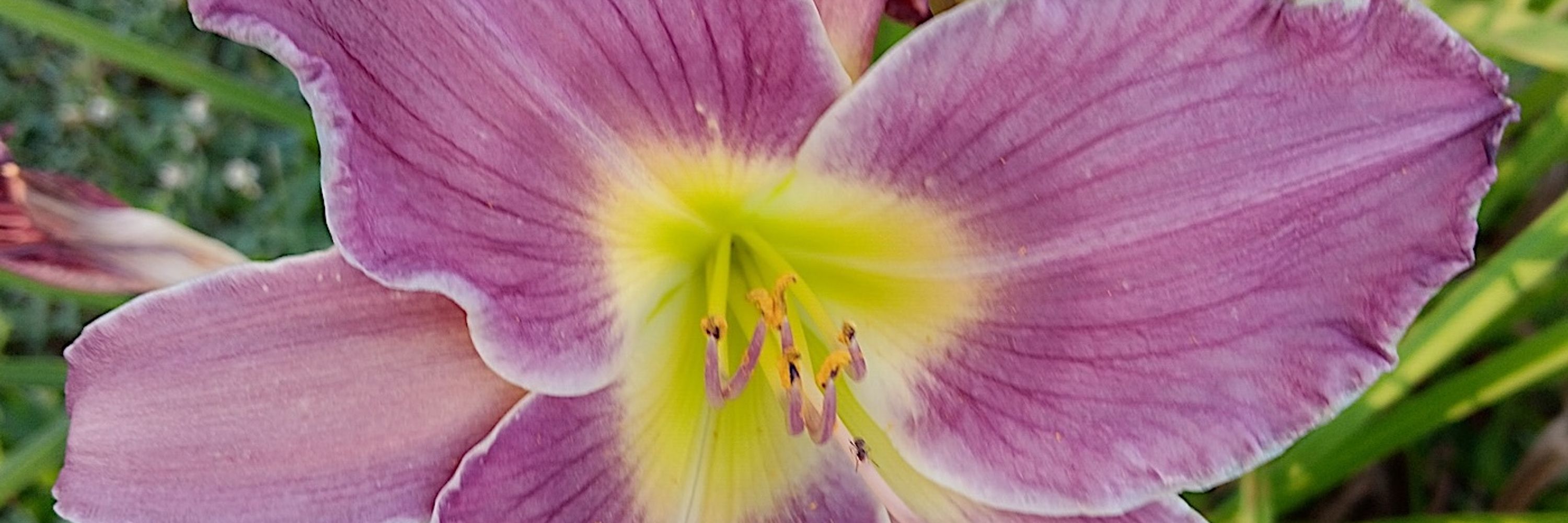 sundragondaylilies