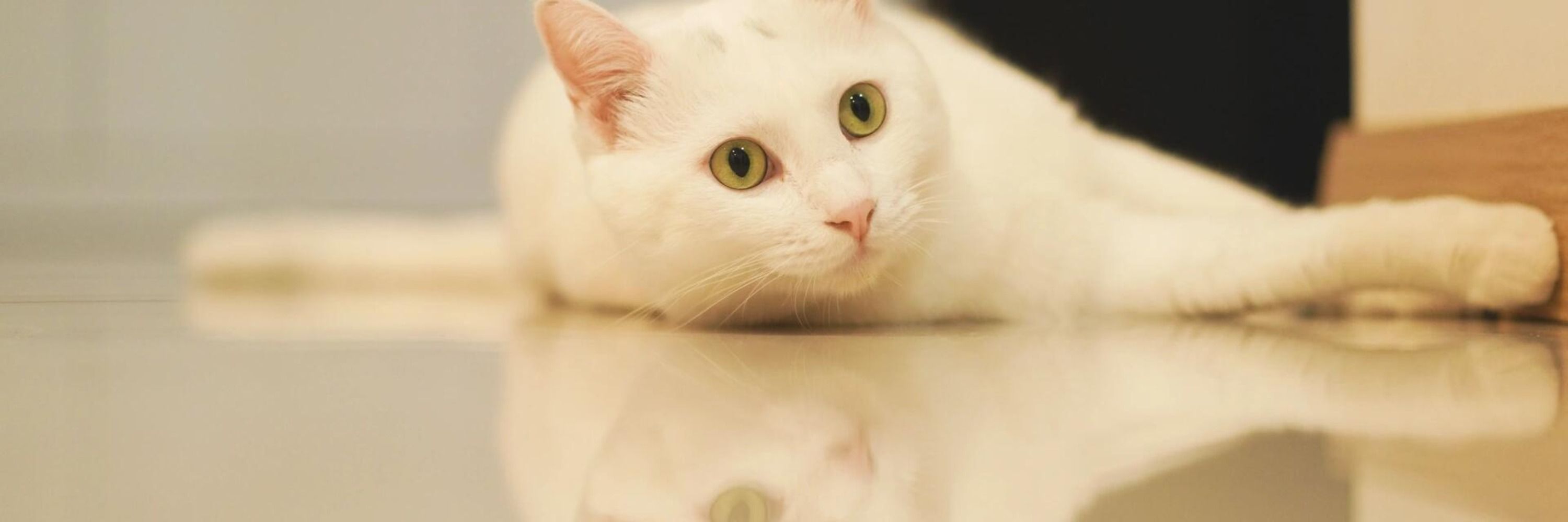 モラ🎀