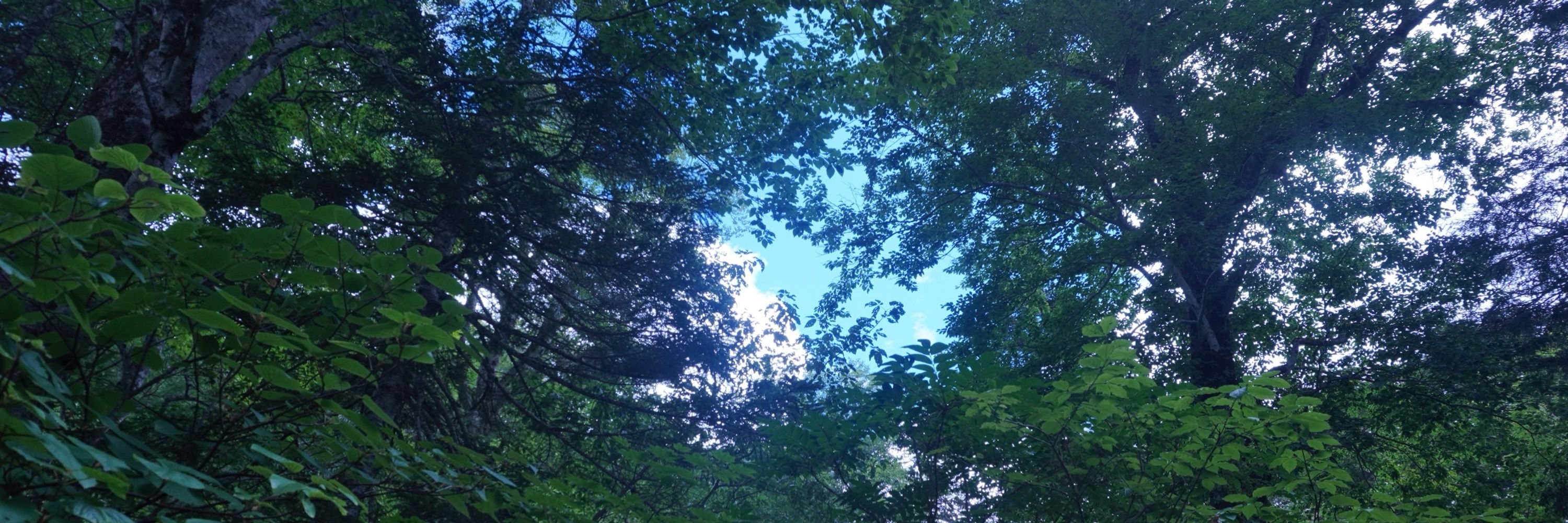 togimi
