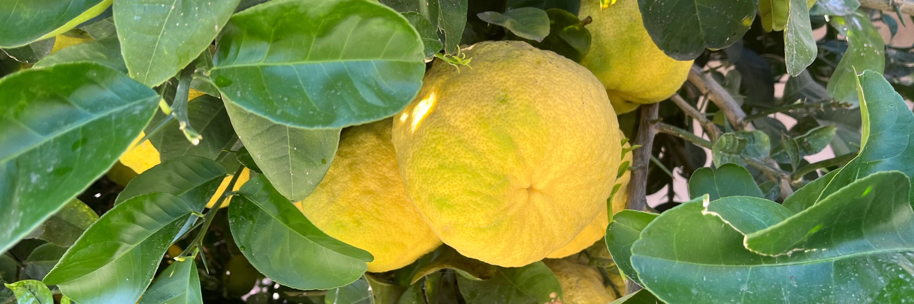 Monster Meyer lemons