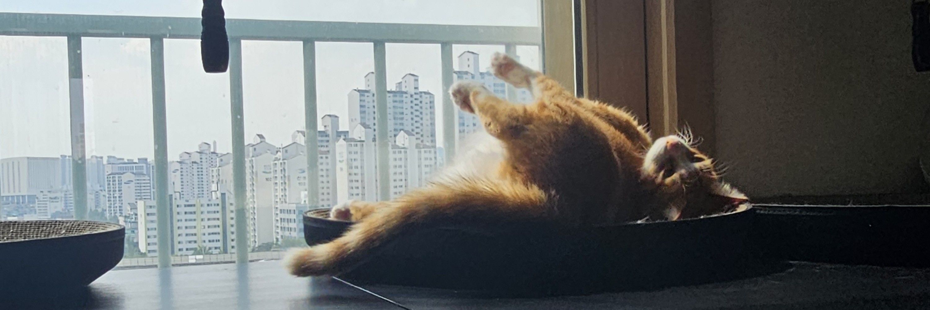 냥듀