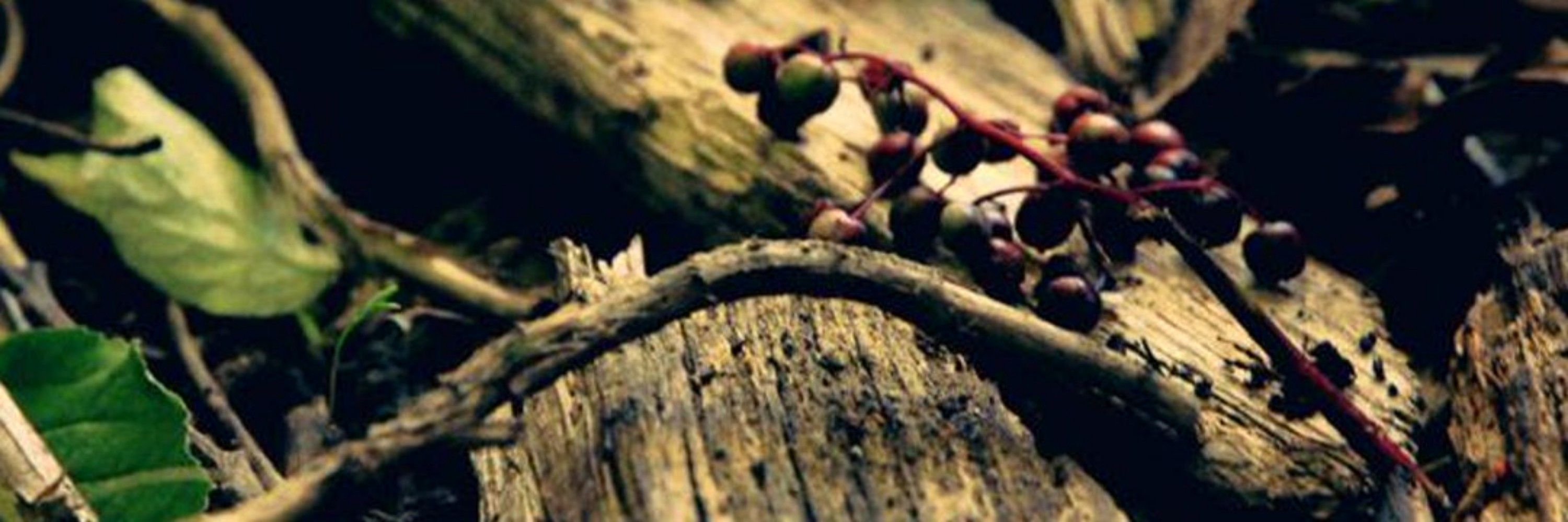 Fantasmagorie