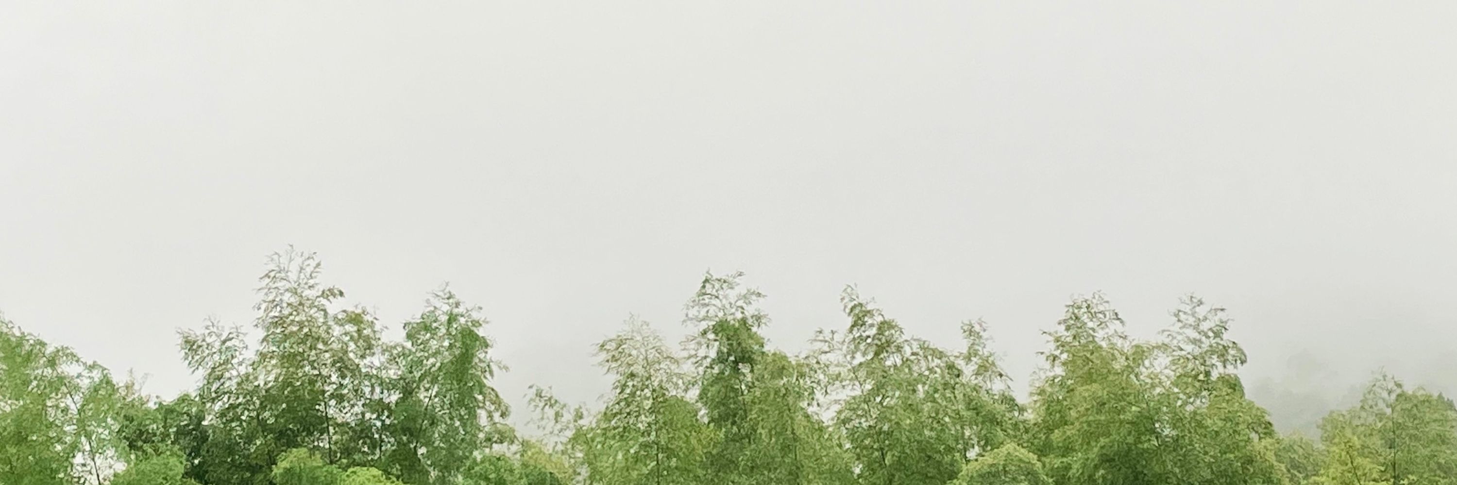 fffff9