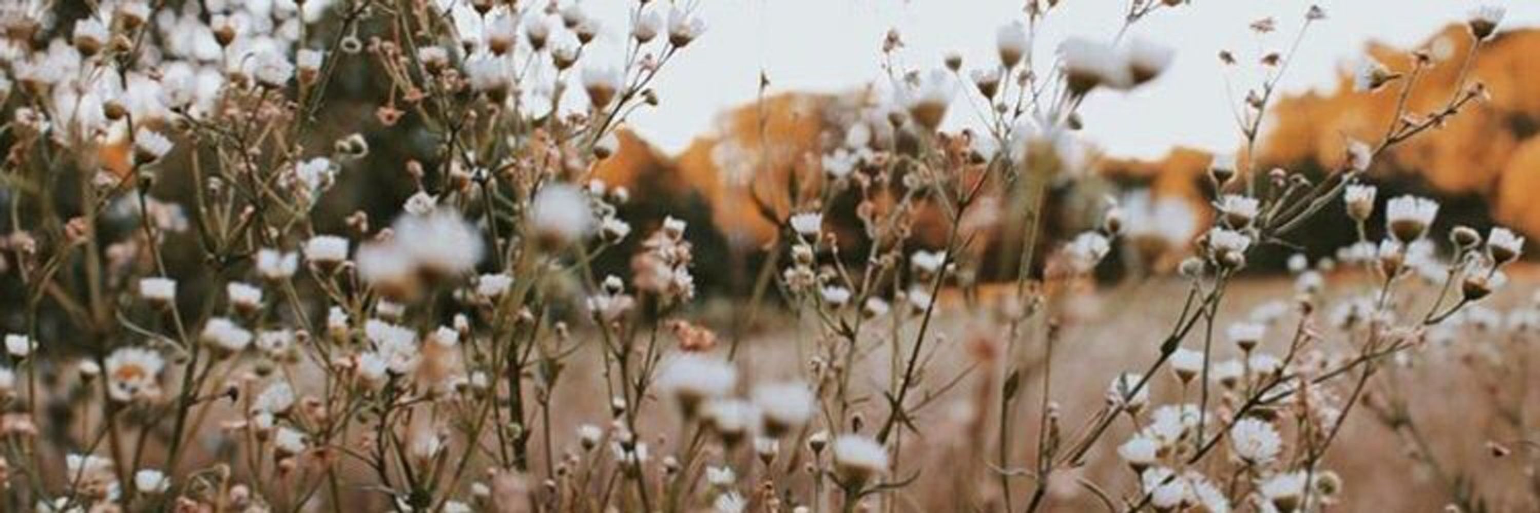becs ˚ · .