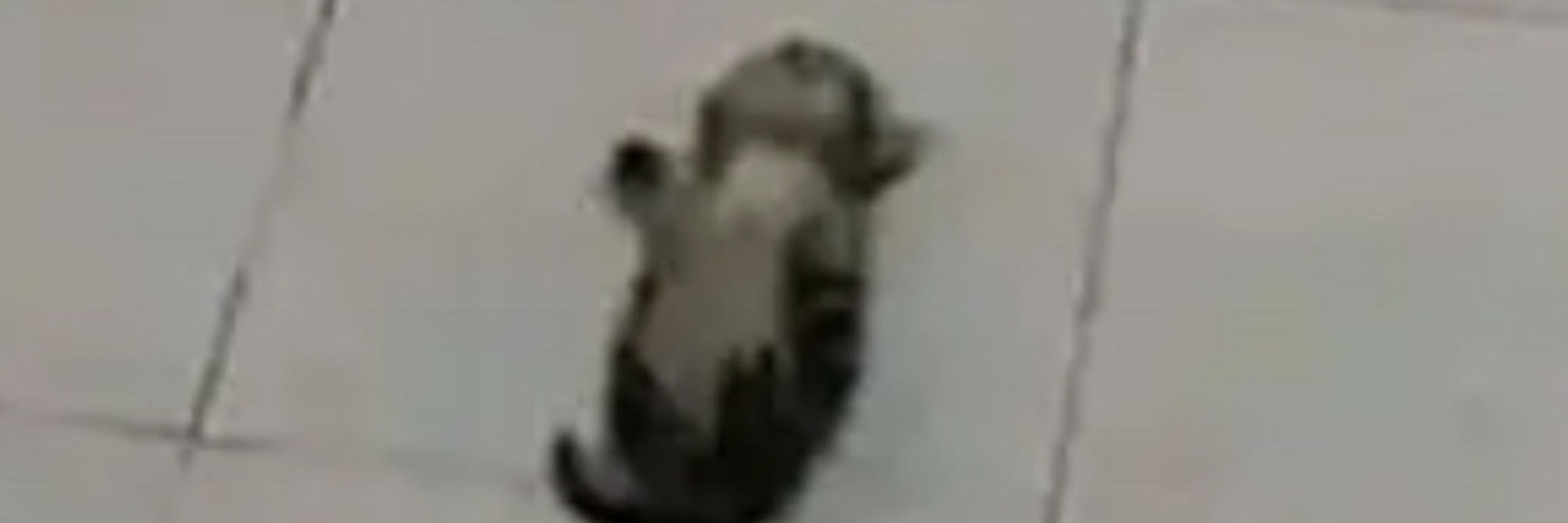 PotHatMan