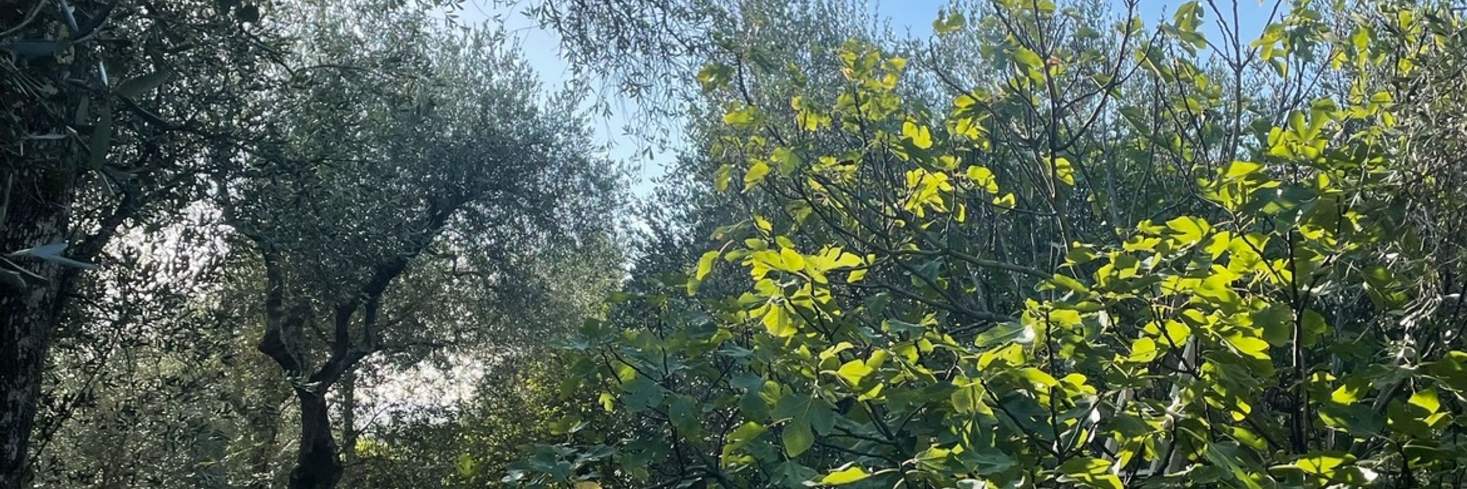 TreeAgain