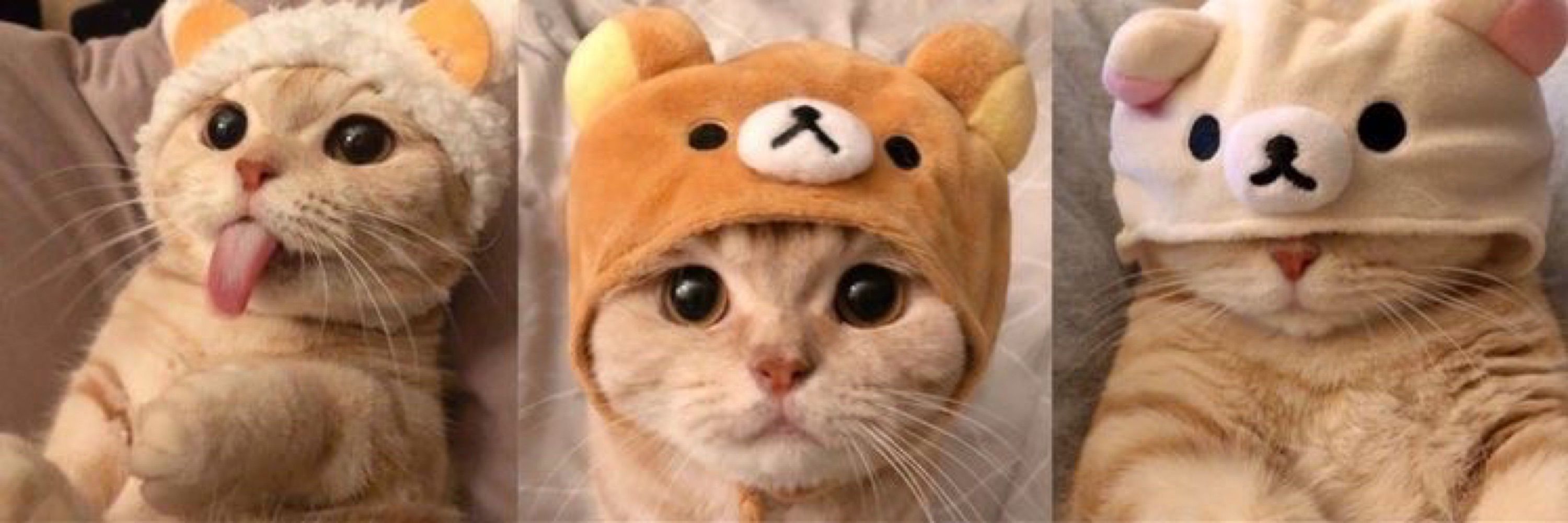 HZ. KEDİ 🐈 