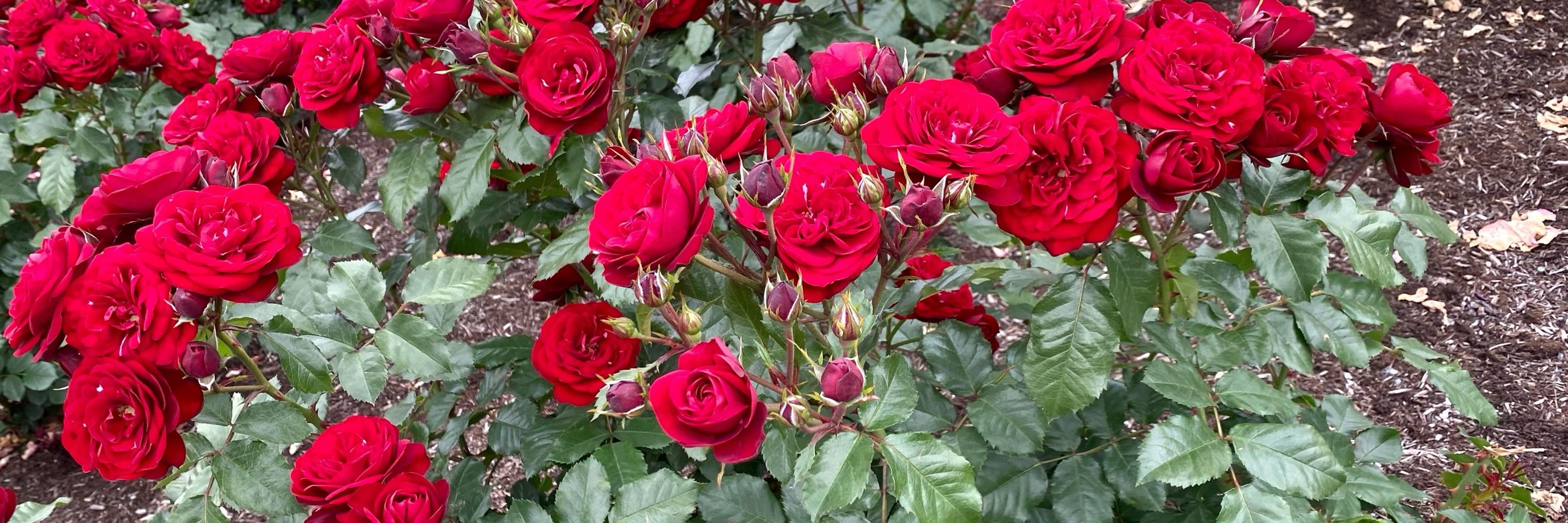 🌹あず🌹