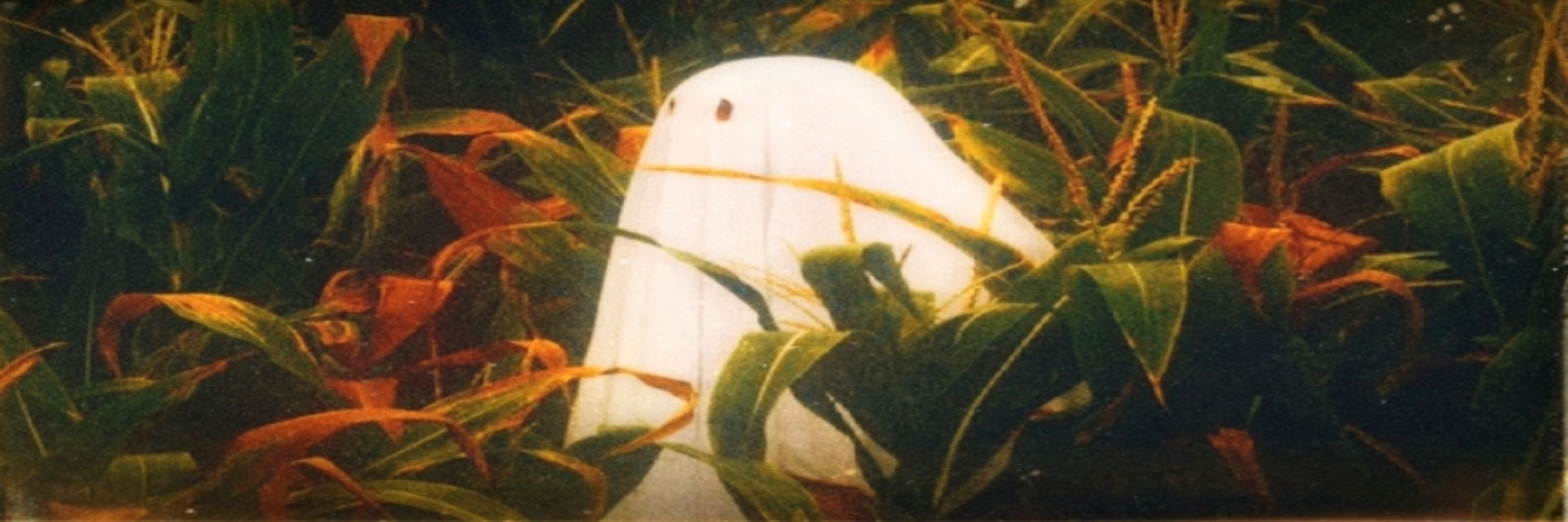 𝖦𝗂𝗓𝗆𝗈⁴¹