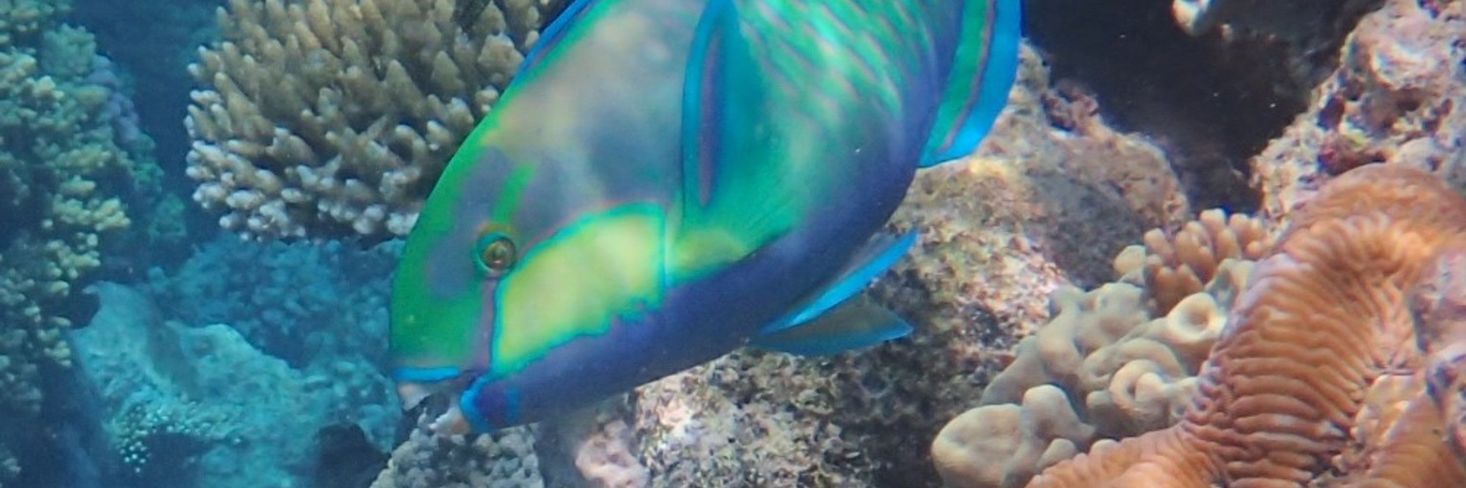 ParrotfishResearch🐟