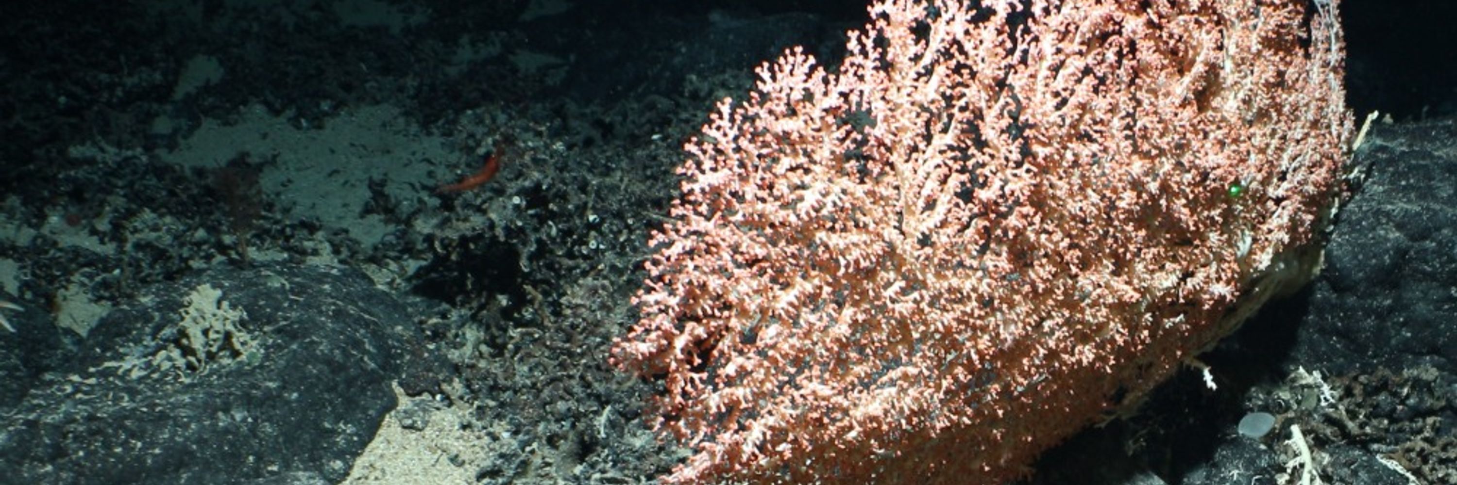 Deep-Sea Ecosystems UK